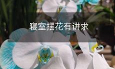 寝室摆花有讲求