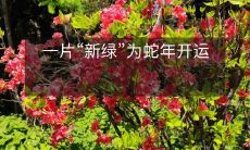 一片“新绿”为蛇年开运