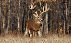 贾伯南姓名评分78分