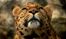 安志雄姓名评分80分