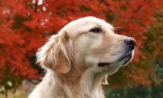 袁曼菲姓名评分103分