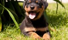 岑耀林姓名评分96分