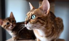 柳本民姓名评分65分