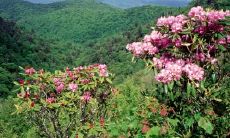 平风智姓名评分86分