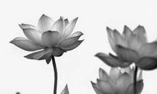 2022年3月13日五行穿衣一览表 今日最旺颜色查询