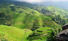 家里飞进蝙蝠风水怎么样 有什么寓意