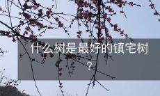 什么树是最好的镇宅树?