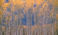 金泰宏姓名评分96分