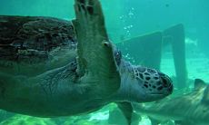 支德立姓名评分76分