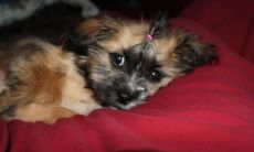 安小中姓名评分85分