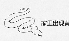 家里出现黄颜色的蛇预示着什么