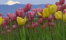 裘之敏姓名评分85分