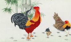 什么数字是1981年属鸡人的幸运数字