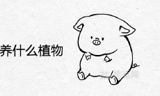 属猪的不能养什么植物风水不好