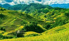 在家养植物有什么风水讲究