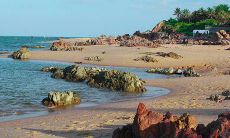 家里正门边上种杏树好吗 有什么风水禁忌