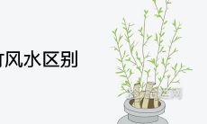 龙竹和富贵竹风水区别及寓意讲究