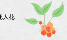 绣球花又叫死人花为什么 寓意不吉利吗