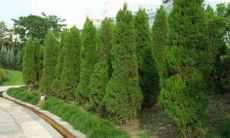 在自己家门前栽什么树风水好