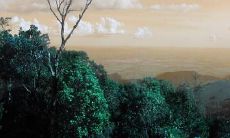 家门口种植哪些树可带来吉祥的好运