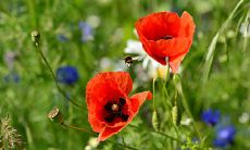 主卧室带阳台这样的家居风水好不好 采光优越纳气旺盛