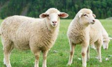 1991年属羊人2021年婚运好不好 可以结婚吗