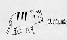 头胎属虎二胎属虎好吗 二虎相冲吗