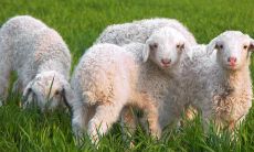 属羊女2021年可以要孩子吗 生肖羊女2021年生孩子好吗