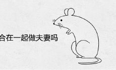 属鼠和属鼠适合在一起做夫妻吗
