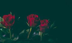 红艳出现不同四柱什么意思