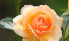 504个百家姓氏排名表