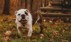 会伤害属狗人的生肖 命中的小人克星属相