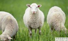 1967年的属羊人在2022年的财运好吗 财运方向