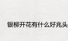 银柳开花有什么好兆头