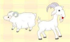 生肖羊在爱情中千万不能对他做些什么