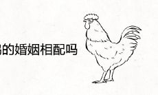 属鸡和属鸡的婚姻相配吗