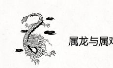 属龙与属鸡的非常有缘