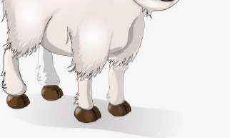 1991年生肖羊人29岁后命运分析 事业运势