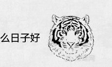 2022年属虎出生在什么日子一世好命 命中注定富贵出生吉日