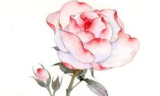 2022年生肖属狗2月份店铺开张黄道吉日 好日子查询