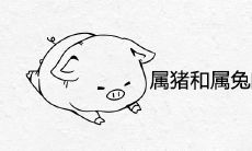 属猪和属兔的婚姻相配吗