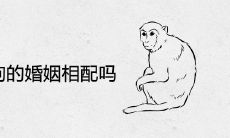 属猴和属狗的婚姻相配吗