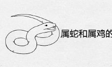 属蛇和属鸡的婚姻相配吗