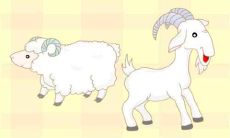 适合属羊人佩戴的吉祥物 旺运饰品