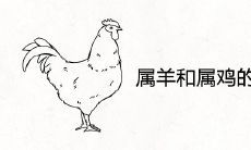 属羊和属鸡的婚姻相配吗