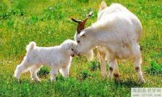 2003年属羊人2022年健康运如何