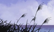 2022年生肖蛇的幸运色及数字 属蛇人忌讳的颜色