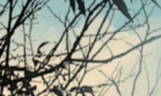 属牛今年运势2022年运势分析 今年属牛的运气如何