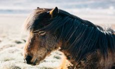 2022年属马女全年运势 属马女性各方面表现如何