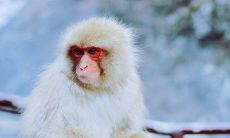 属猴的人在2022年怎么样 吉运表现如何